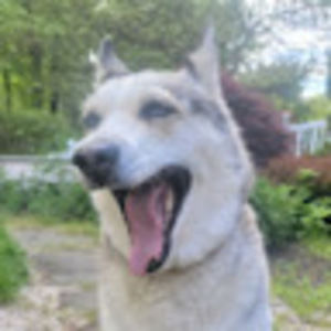 Meet your Posher, Dan